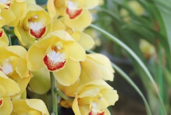 Caring For Cymbidium Orchids