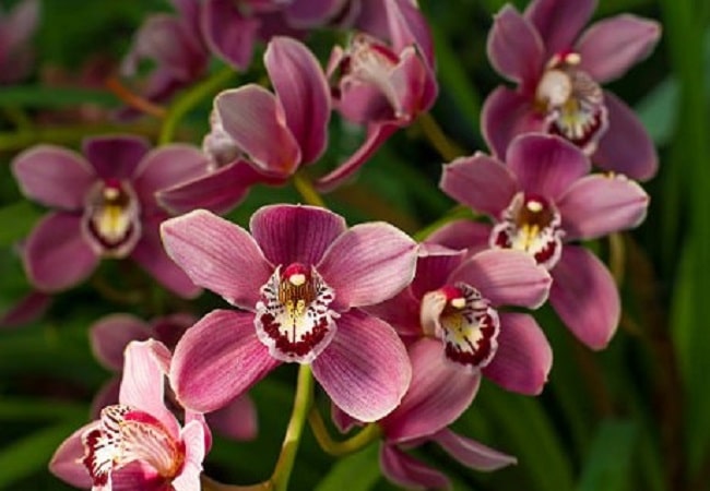 how to grow cymbidium orchid