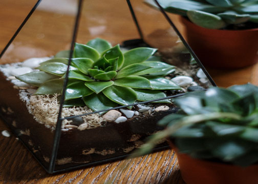 How To Make A Succulent Garden In A Glass Bowl