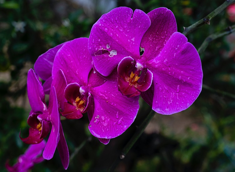 Orchids Outside Temperature Are Getting Too Cold or Hot