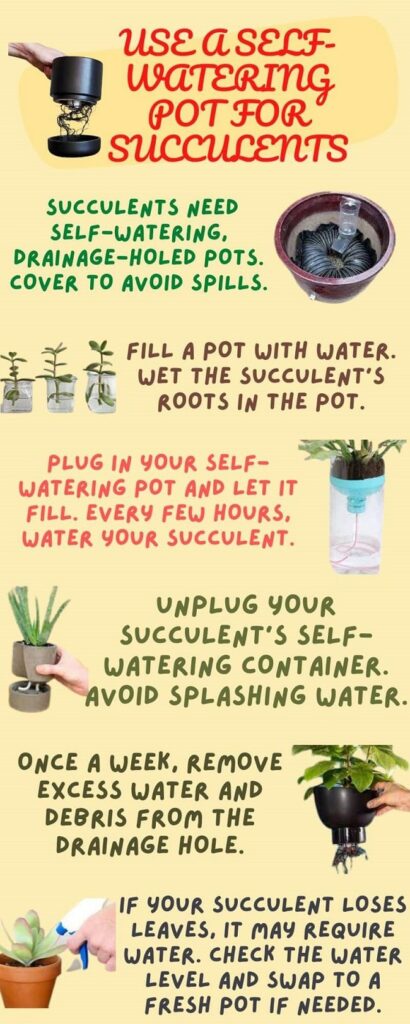 How to Use a Self-Watering Pot for Succulents