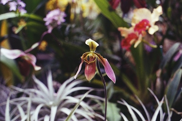 Orchid Plant Anatomy