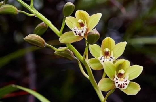 Prevention For Cymbidium Orchid