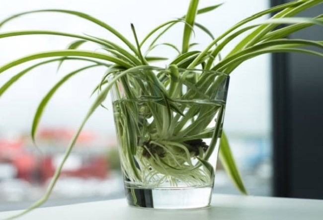 how do you propagate spider plants