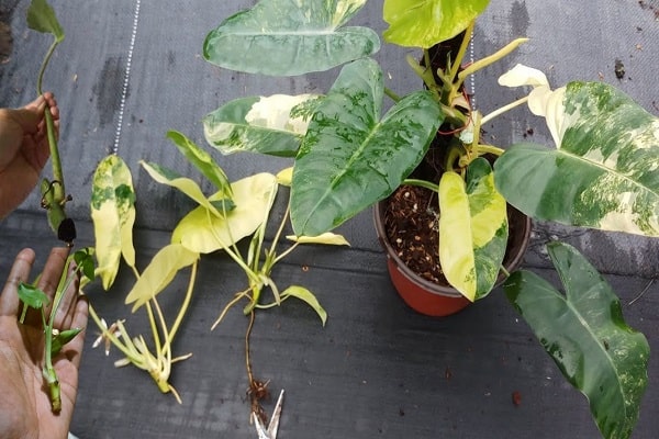how to root plant cuttings in water