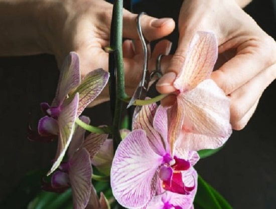 How to Prune Orchid Leaves