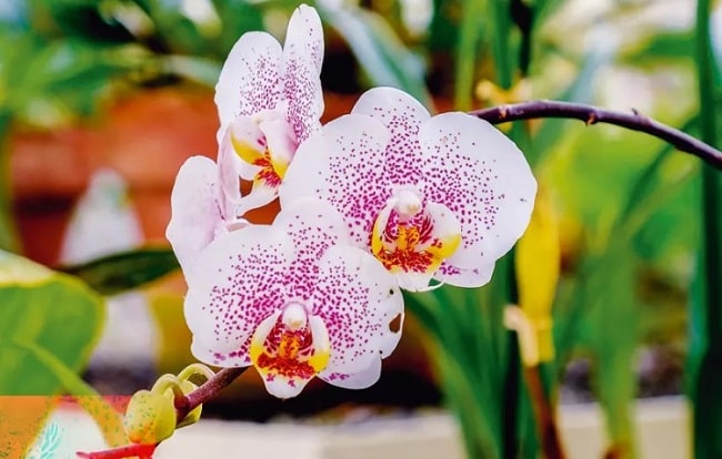 Pruning For Cymbidium Orchid
