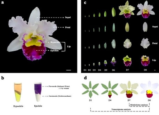 orchid phalaenopsis identification chart