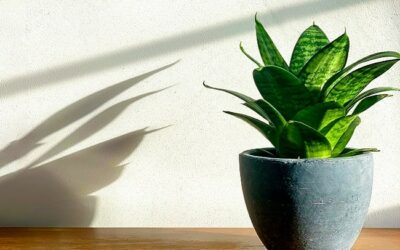 How To Grow Snake Plant From Cutting