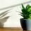 How To Grow Snake Plant From Cutting