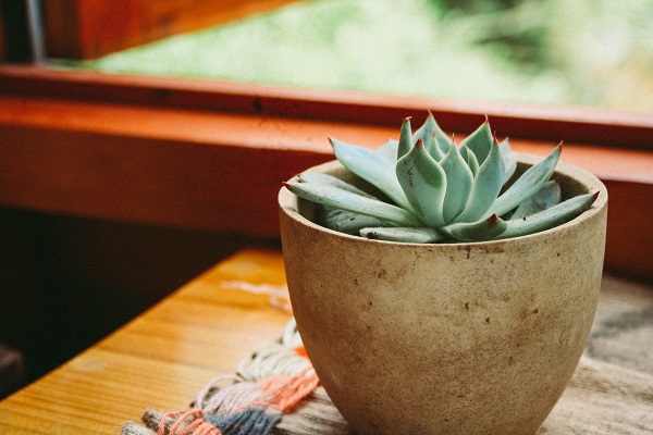 Best Succulents For The Office Baskets