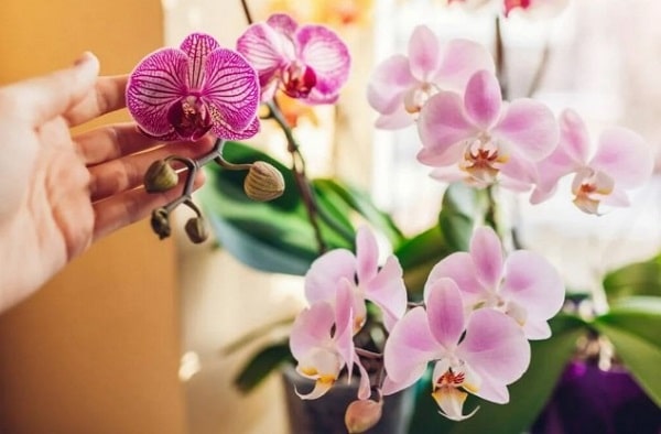 orchid temperature tolerance