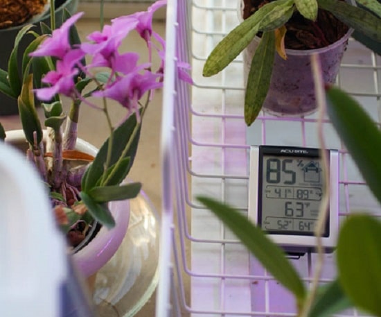 Temperature and Humidity For Cymbidium Orchid