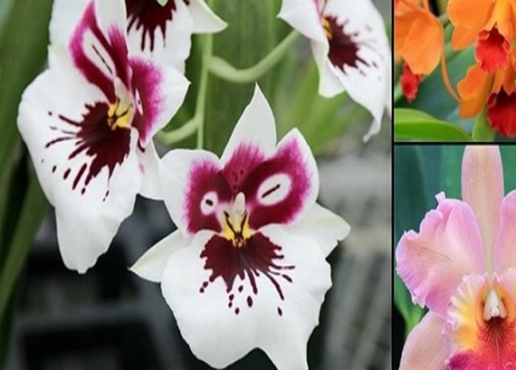 Different Types Of Orchids