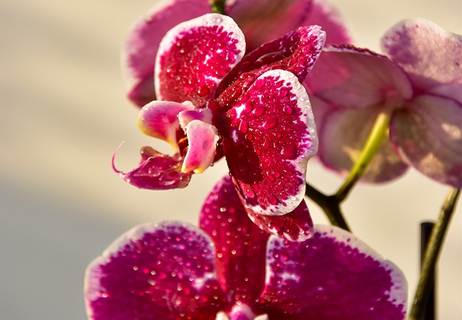 watering orchids with ice cubes