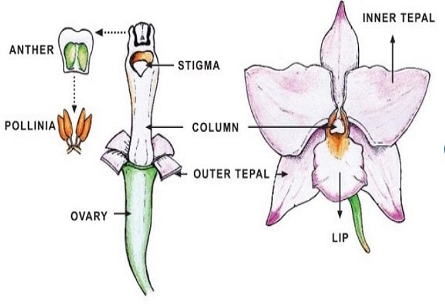 Difference Between Orchid and Flower