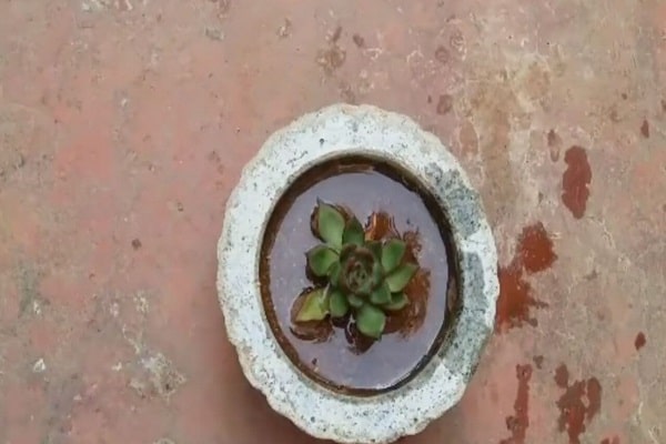 self watering pots for outdoor plants