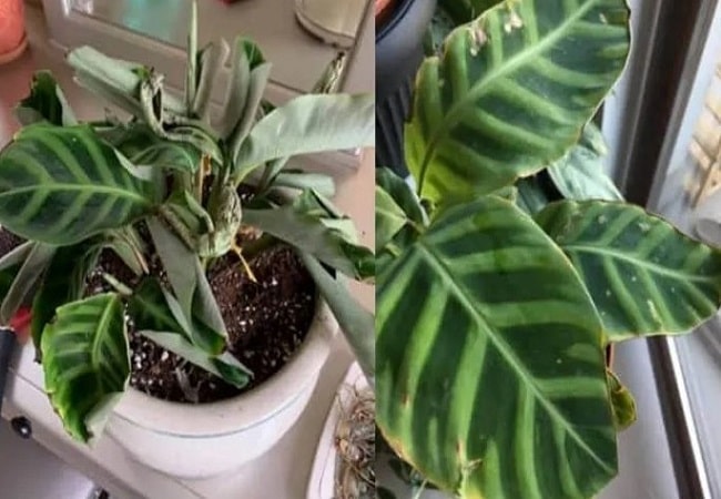 How To Uncurl Calathea Leaves