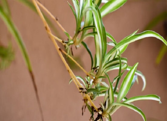 how to grow spider plant in water