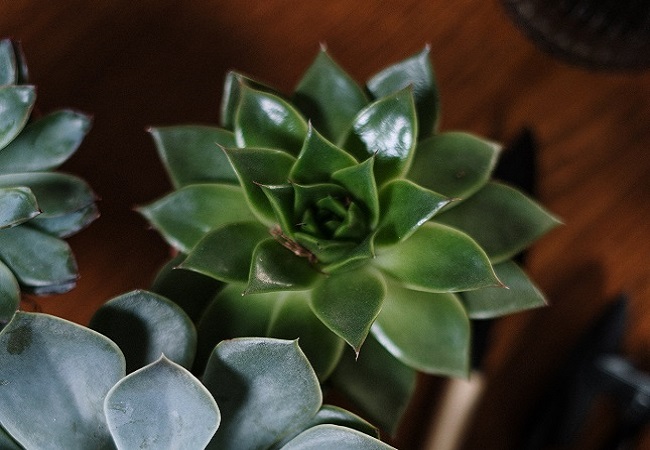 Succulent Plants For Small Containers