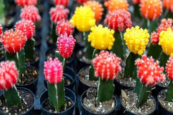 Best Garden Tools For Cactus 