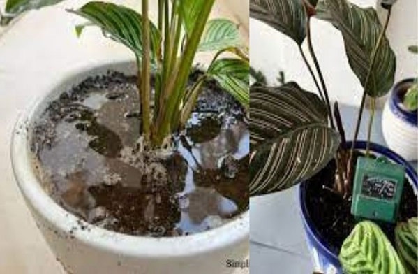  How To Save A Dying Calathea Plant