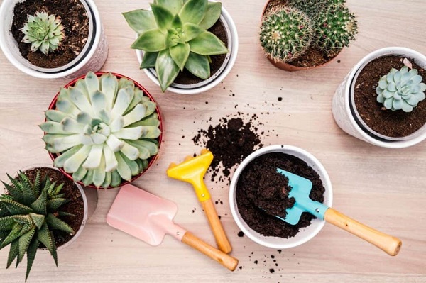 Benefits Of Using Cactus Garden Tools