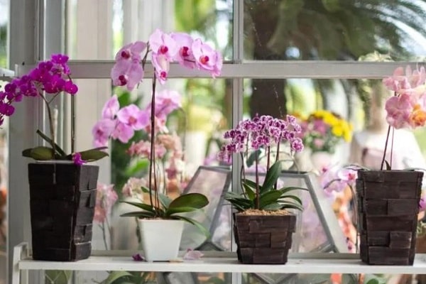 orchid pots with holes plastic