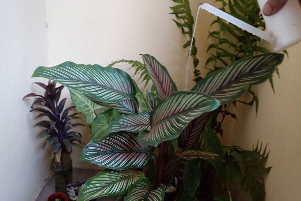 Calathea White Star Water Requirements