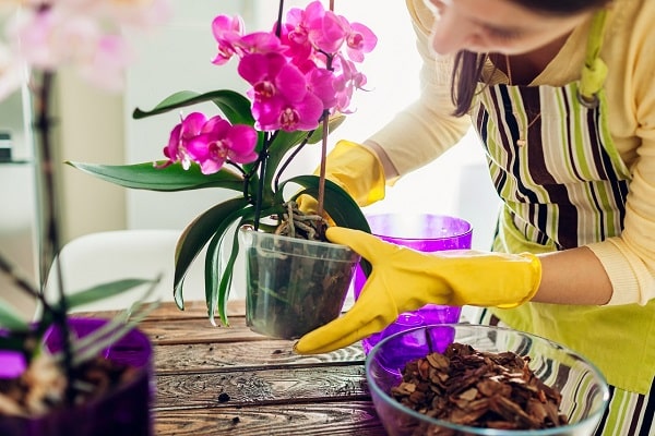 How To Preserve Orchid Flowers When Cut
