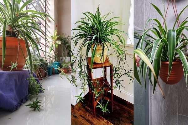 How To Separate Spider Plants