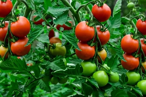 Best Garden Tools Tomatoes 