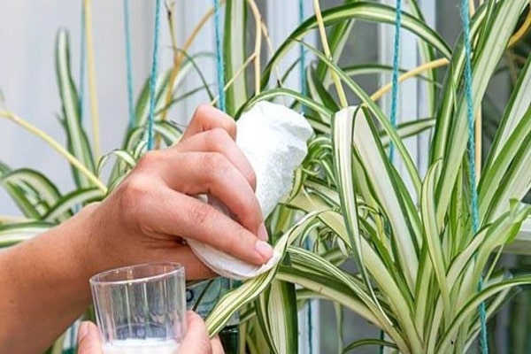 How To Care Of Spider Plants