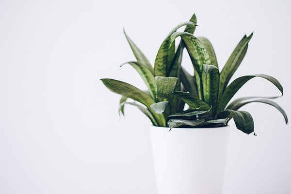 how long does it take to propagate snake plant in water