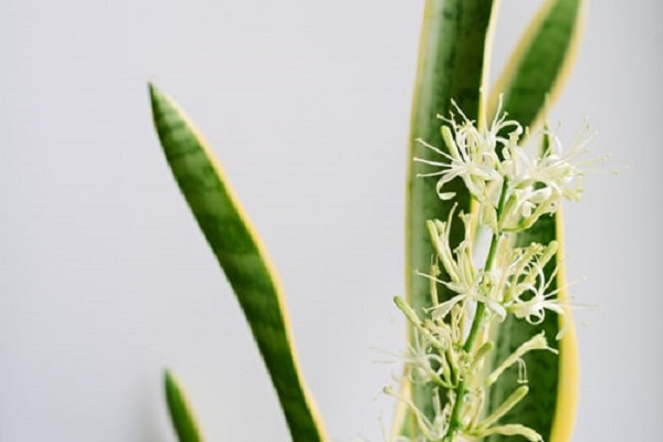 How to Make a Faux Snake Plant Bloom