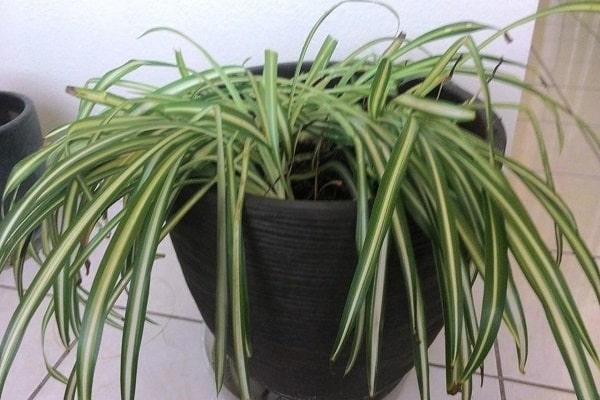 Why Is My Spider Plant Droopy
