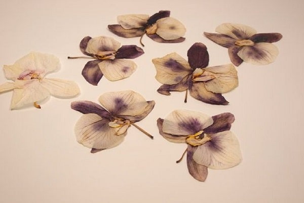 preserved orchid flowers