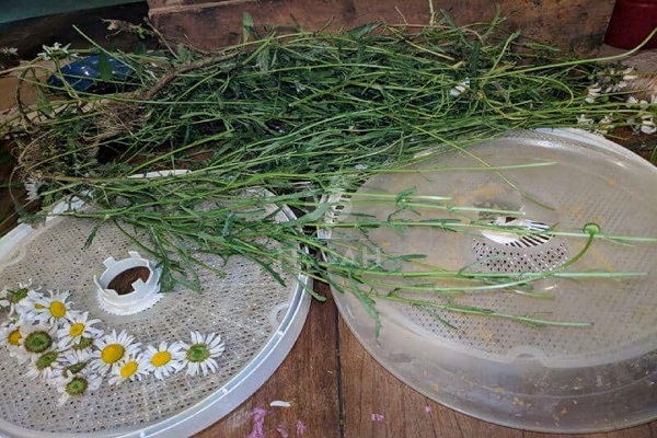 Drying Orchids In A Dehydrator