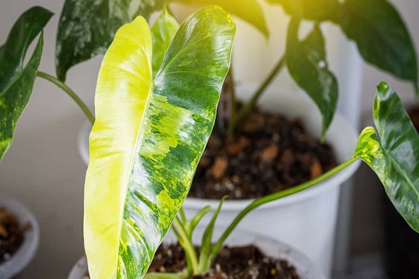 Philodendron Burle Marx Leaves Turning Yellow