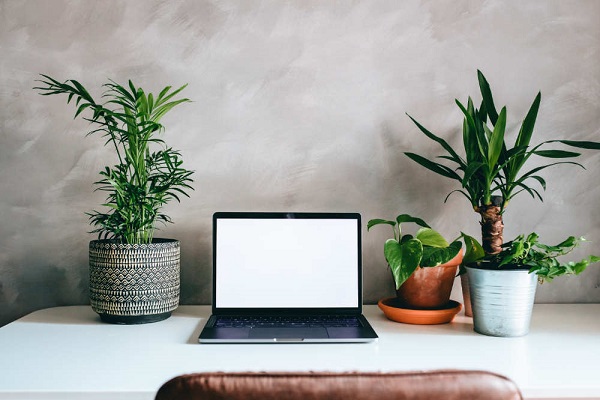 Good Feng Shui Plants For Office
