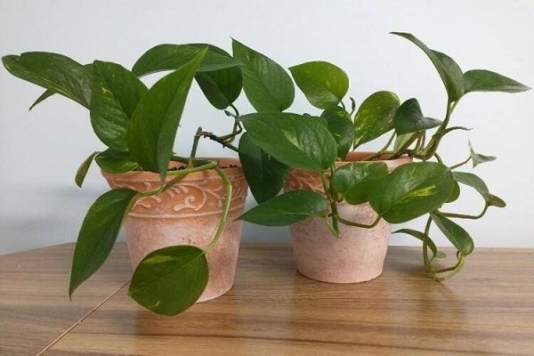 How To Transplant Pothos In Summer