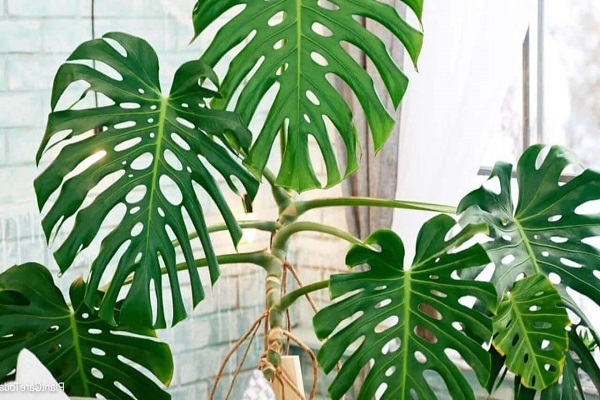 Get The Right Monstera