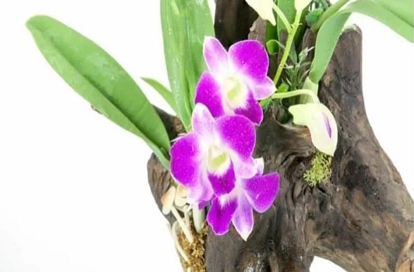 Can Orchids Grow On Palm Trees