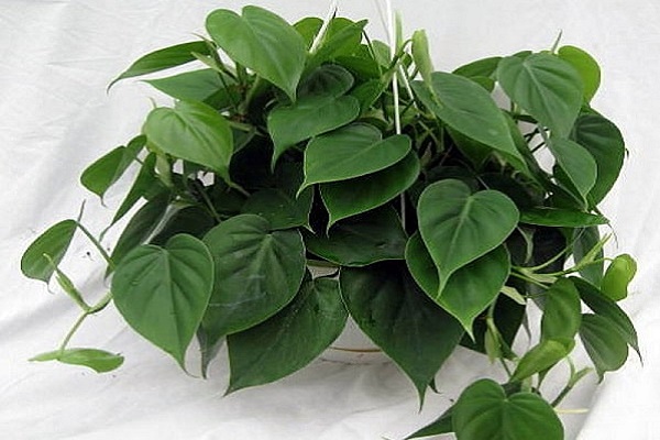 How To Propagate Heart Leaf Philodendron
