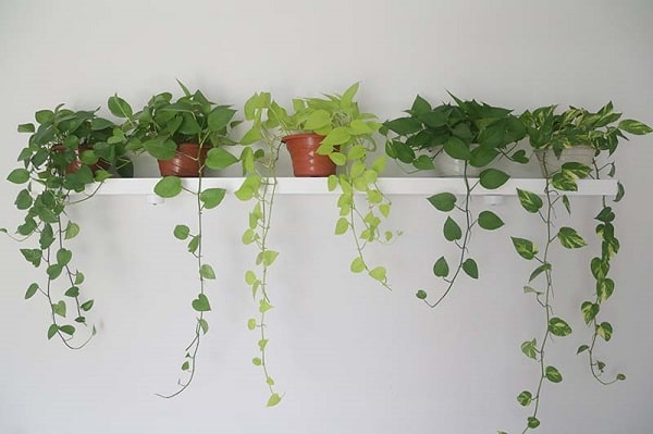 How Long Does It Take For Pothos To Grow