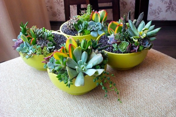 Best Succulents For Fairy Gardens
