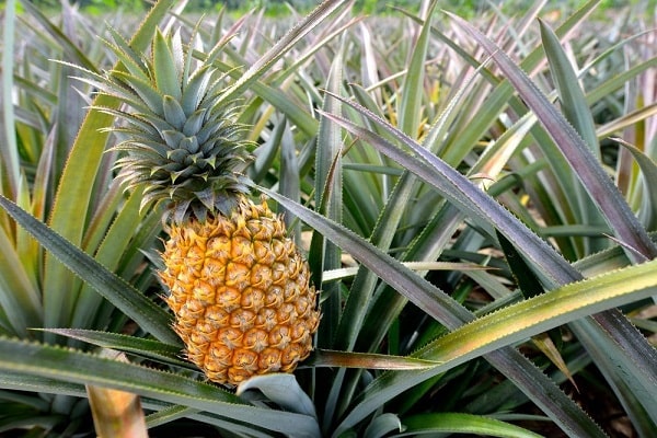 Where To Get The Best Pineapples
