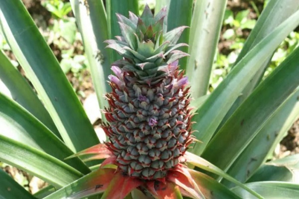 What Is The Pineapple's Growth Process