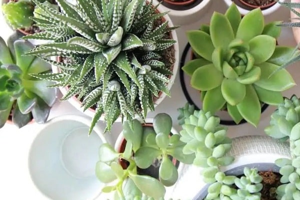 How Long Can a Succulent Go Without Water