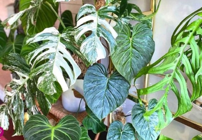 How Many Types Of Philodendron Are There